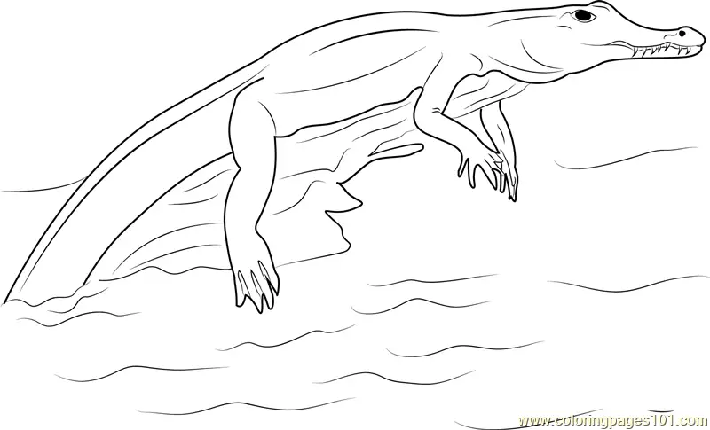 Crocodiles Coloring Pages 8