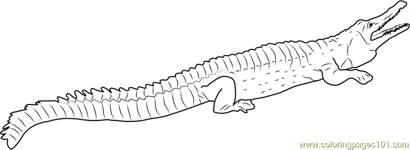 Crocodiles Coloring Pages 9
