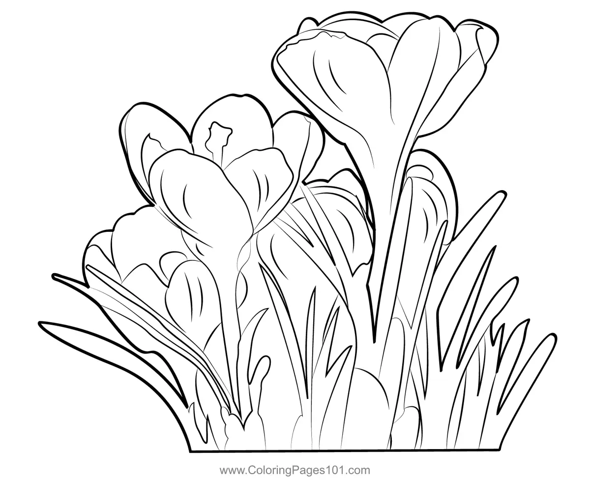 Crocus Coloring Pages 2