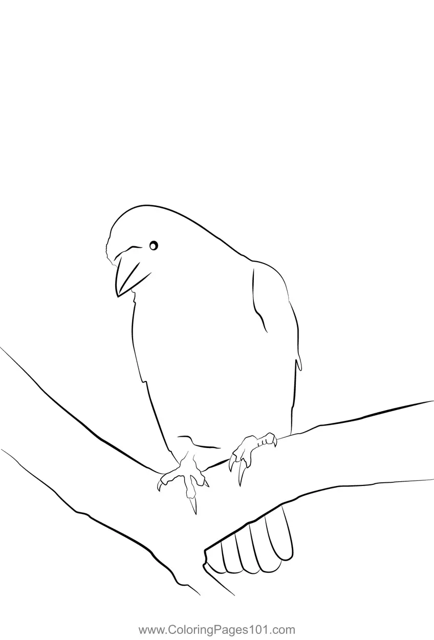 Crows Coloring Pages 8