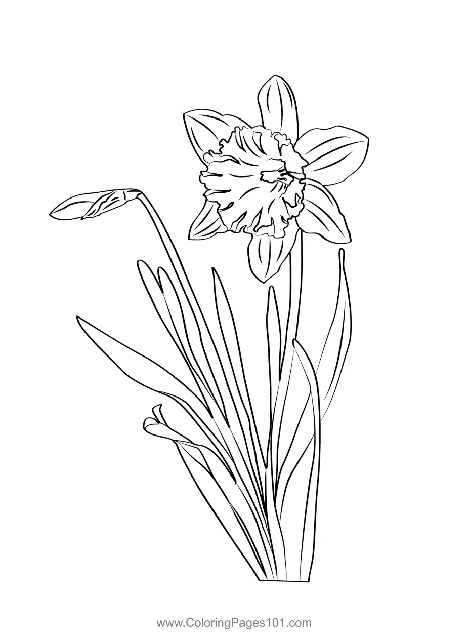 Daffodils Coloring Pages 3