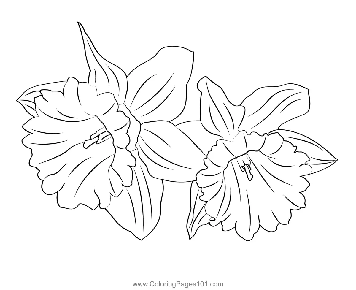 Daffodils Coloring Pages