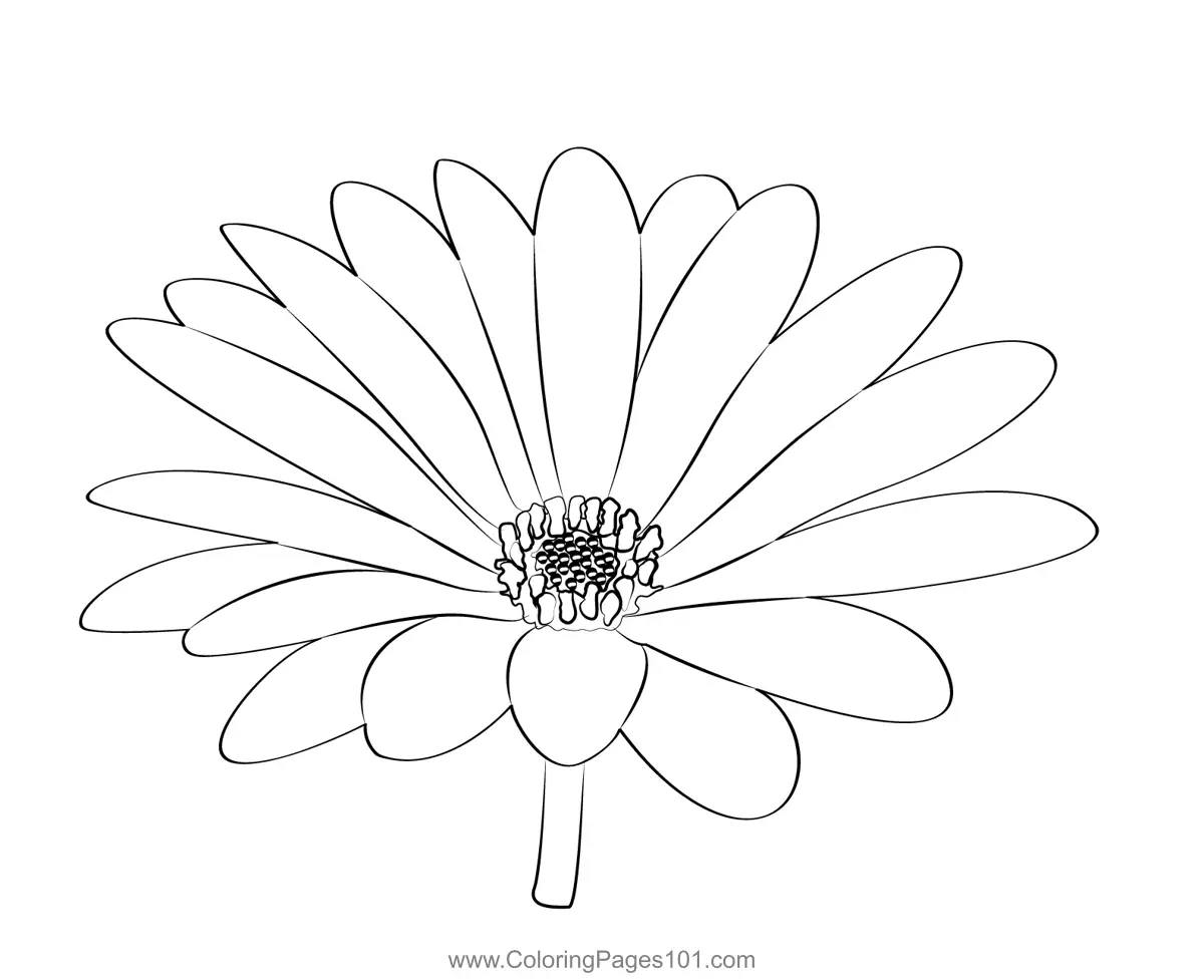Daisies Coloring Pages