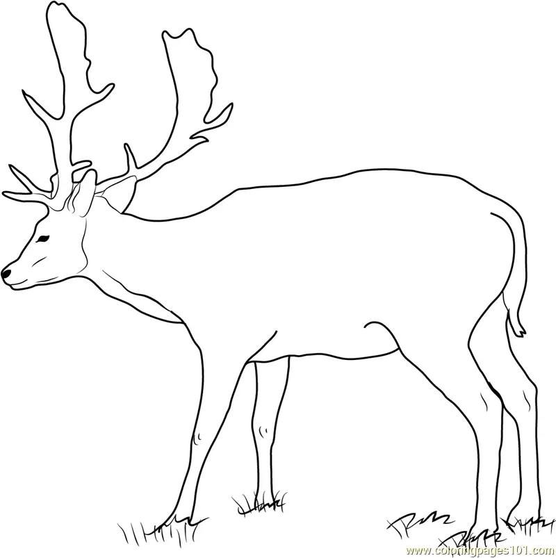 Deer Coloring Pages 11