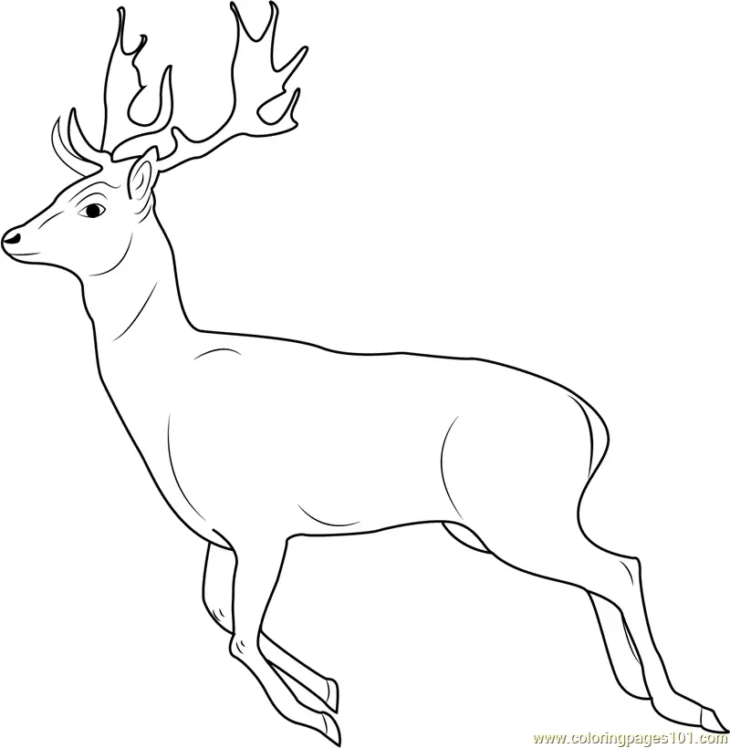 Deer Coloring Pages 4