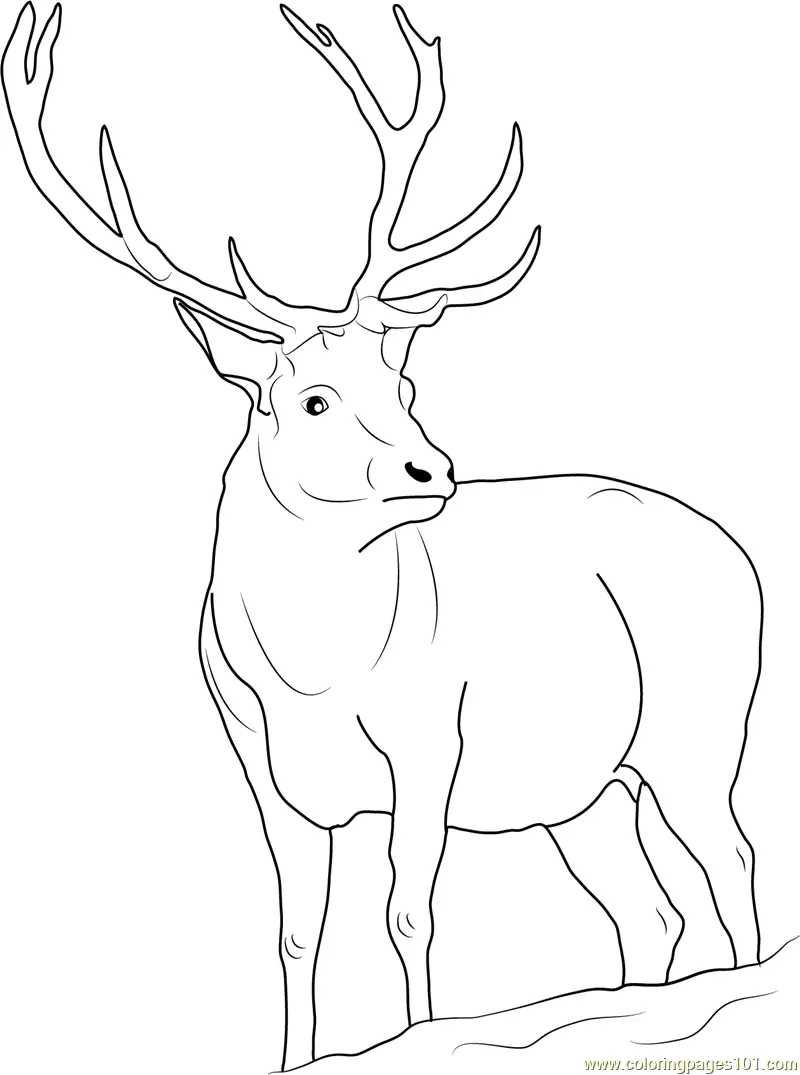 Deer Coloring Pages 5