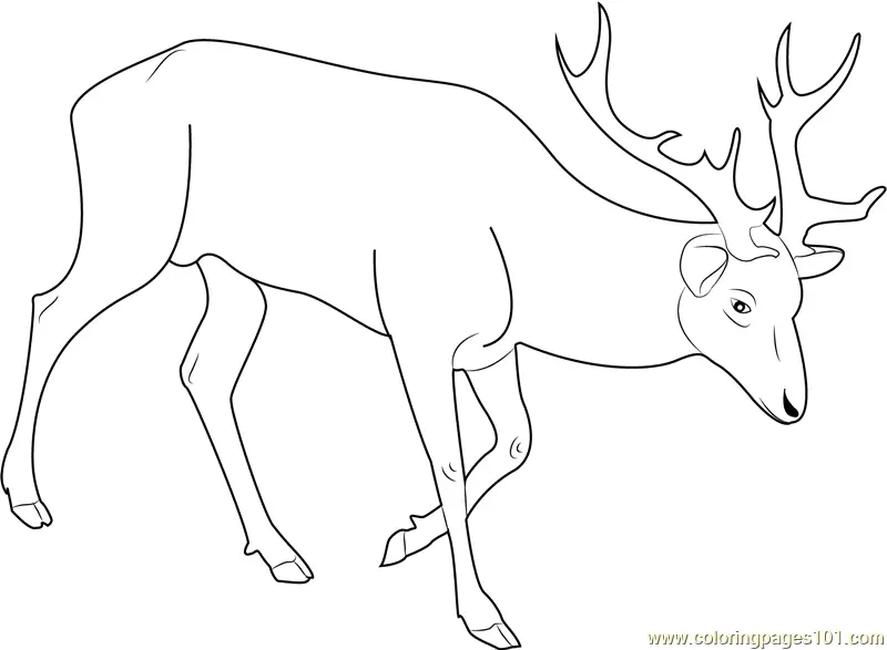 Deer Coloring Pages 6