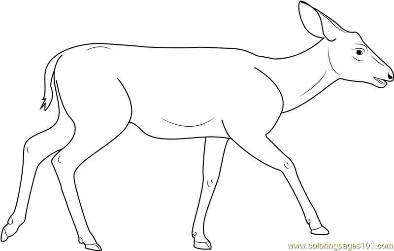 Deer Coloring Pages 7