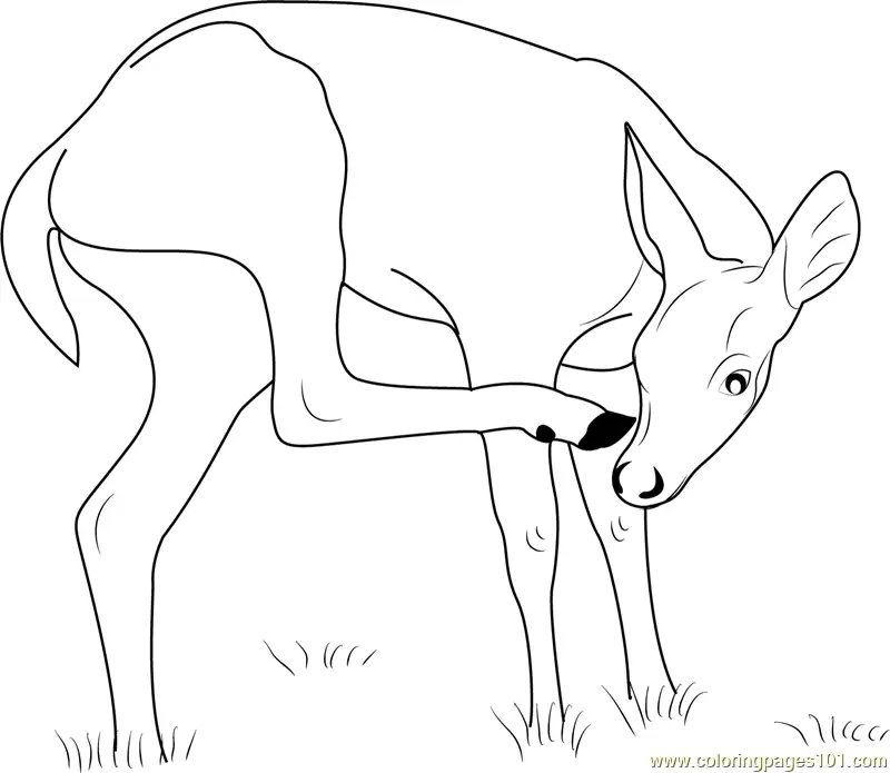 Deer Coloring Pages 9