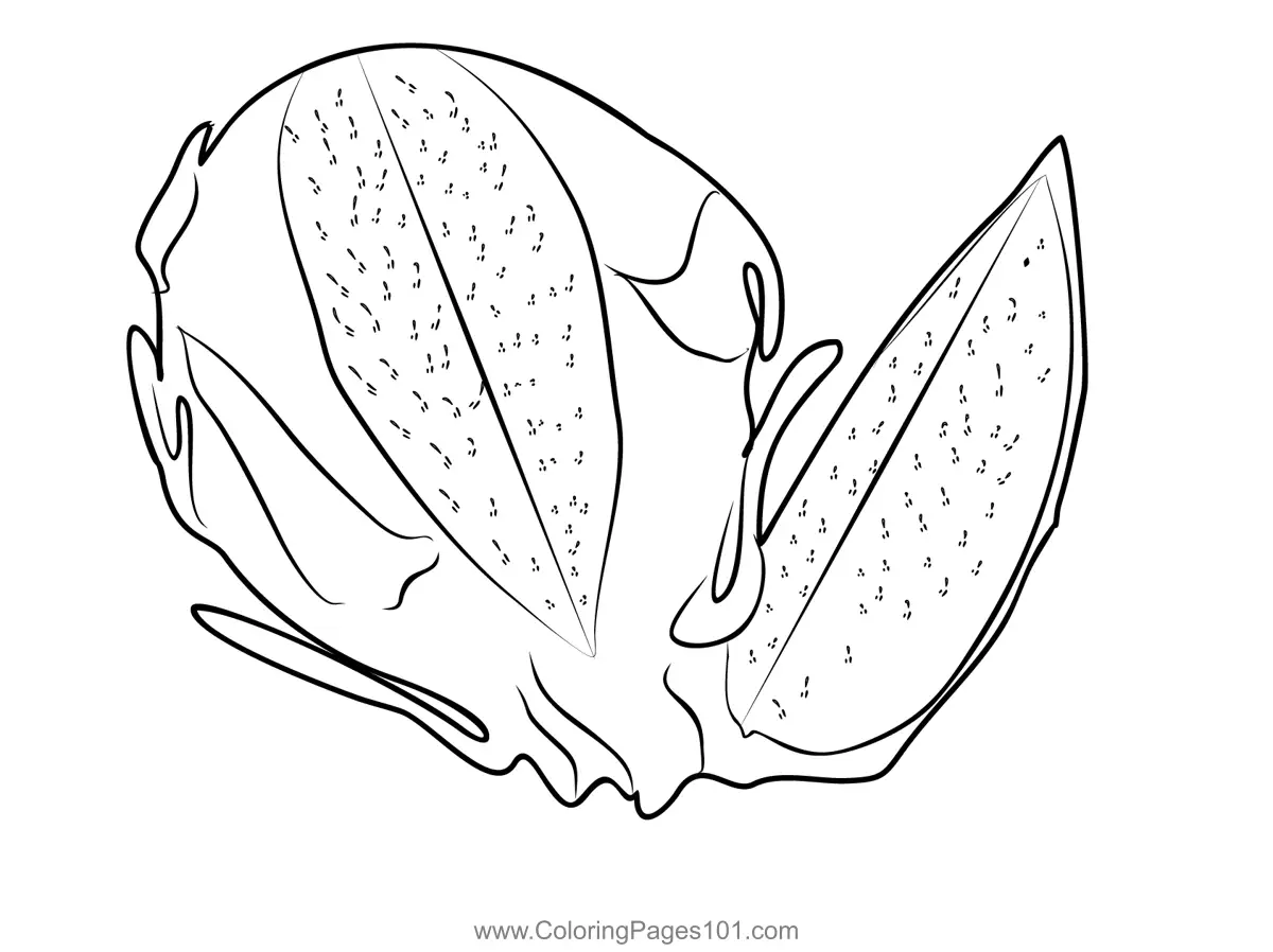 Dragon Fruit Coloring Pages 8
