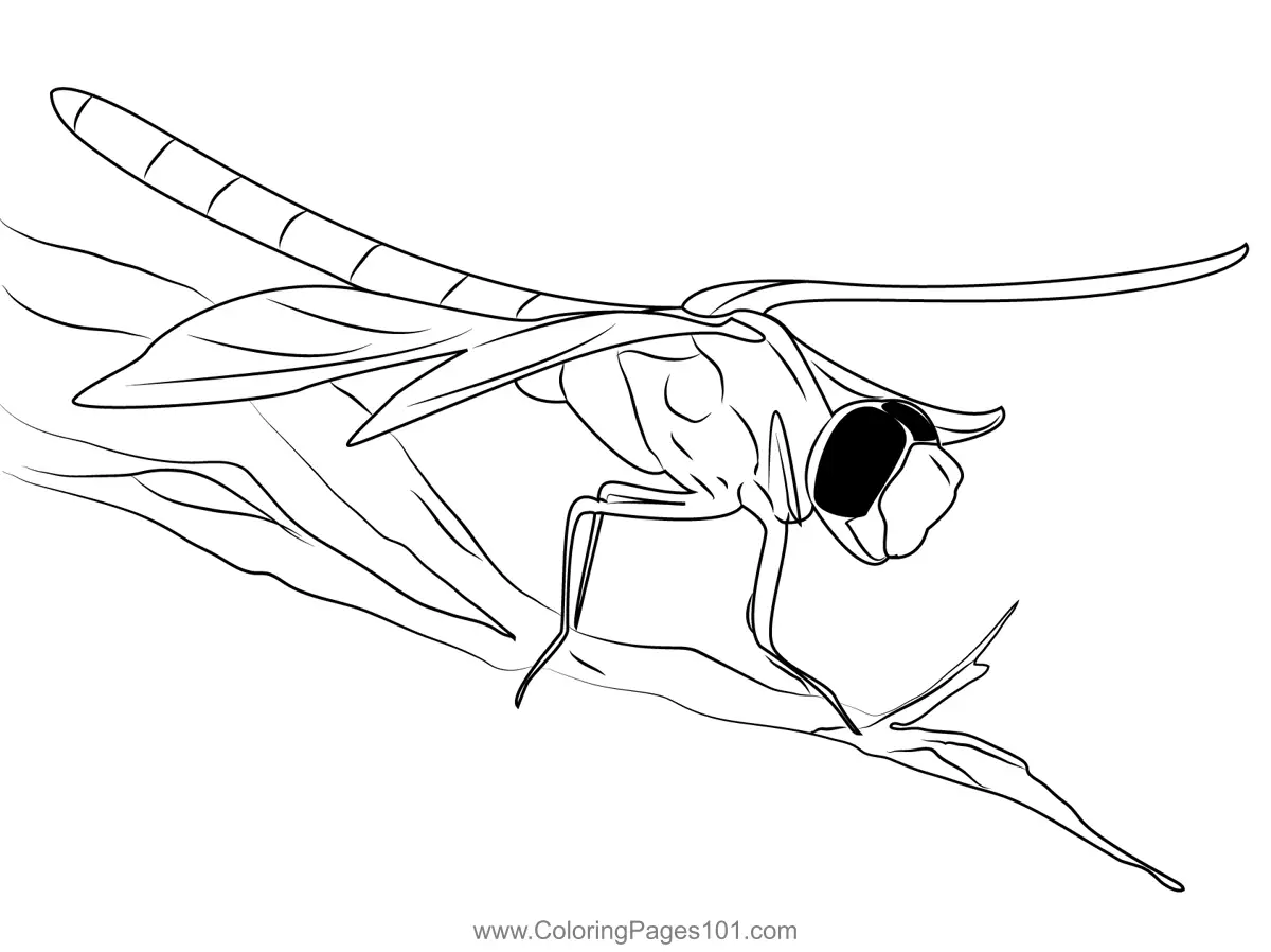 Dragonflies Coloring Pages 4