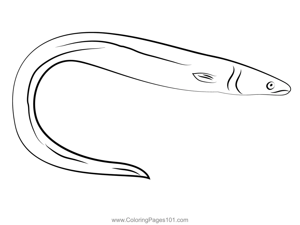 Eels Coloring Pages 2