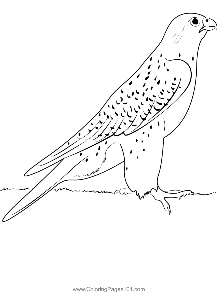 Falcons Coloring Pages 1