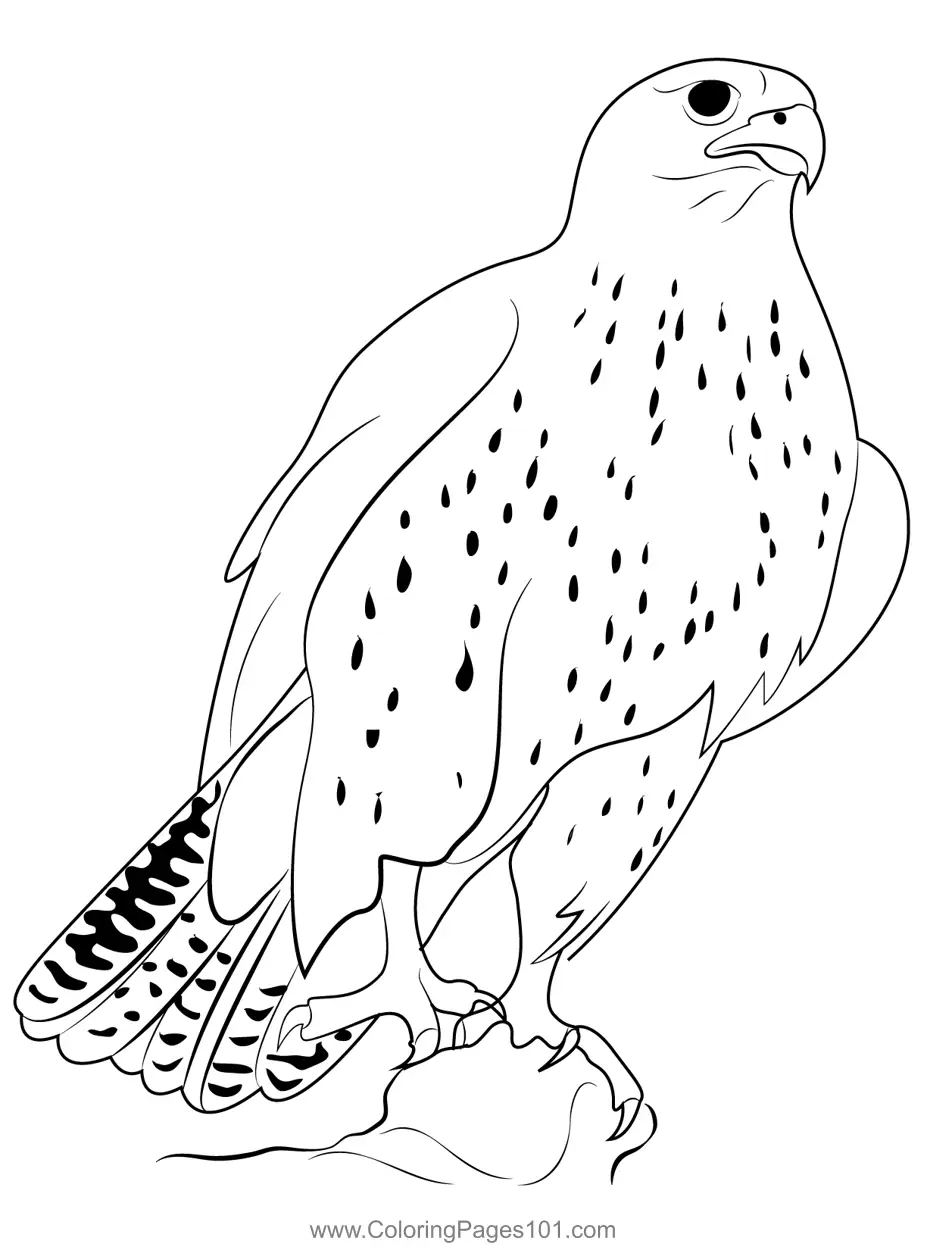 Falcons Coloring Pages 10