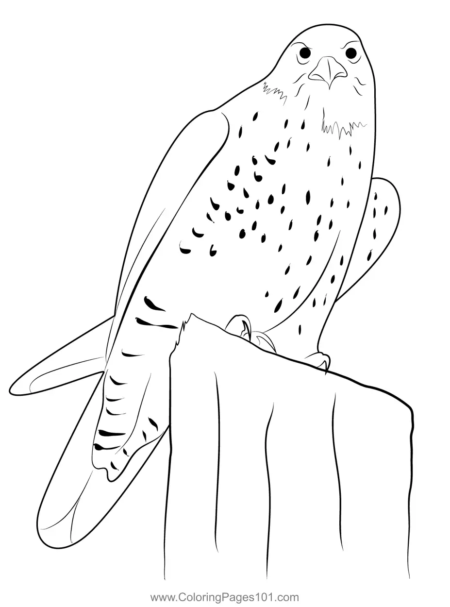 Falcons Coloring Pages 11