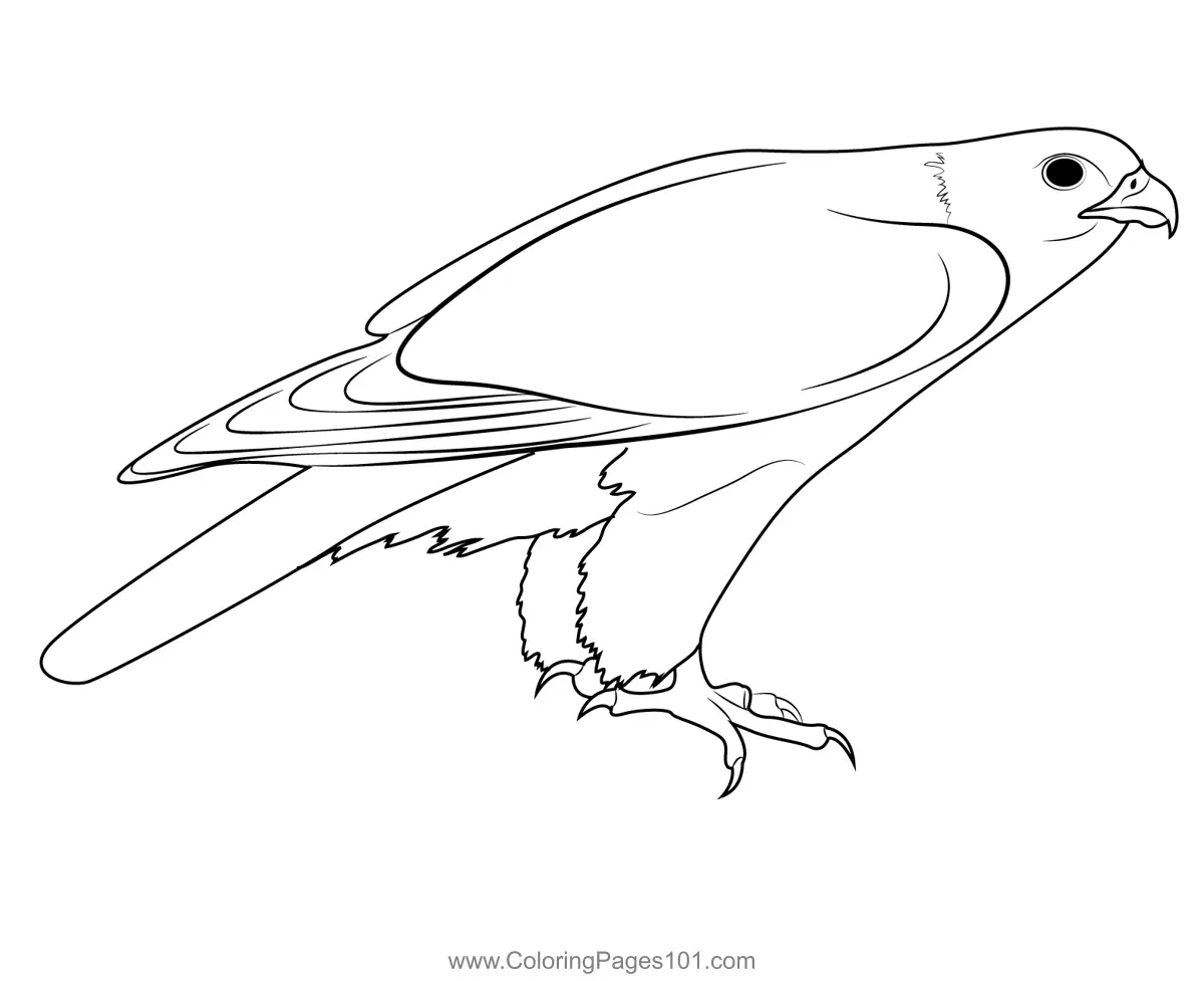 Falcons Coloring Pages 2