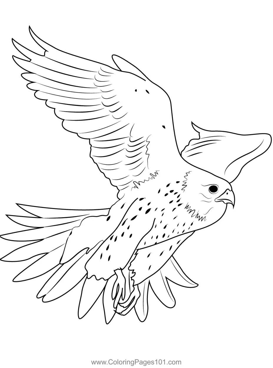 Falcons Coloring Pages 3