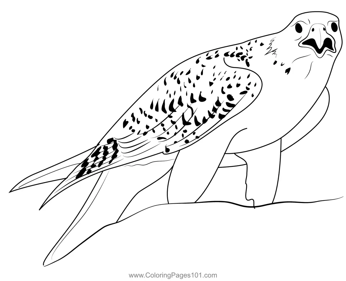 Falcons Coloring Pages 4