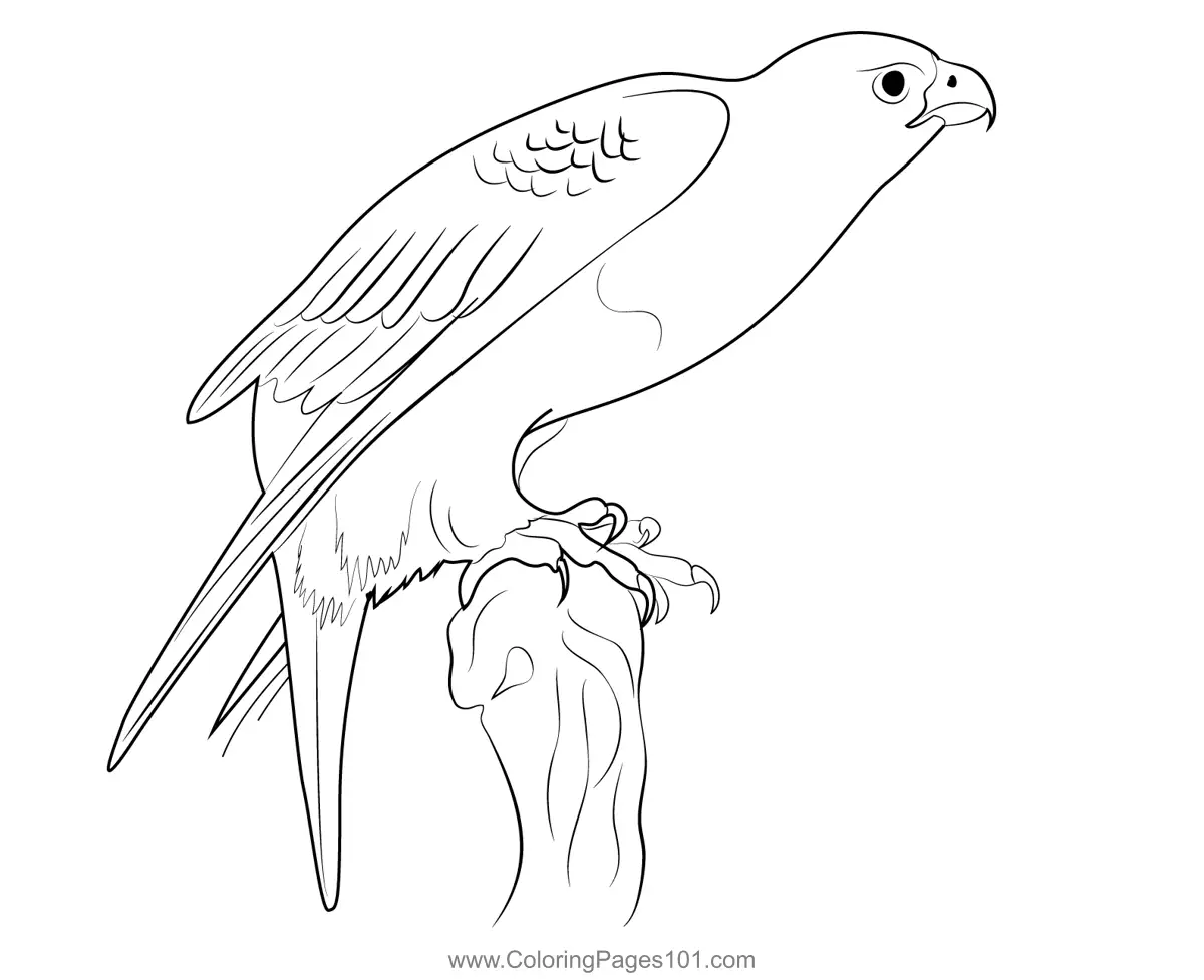 Falcons Coloring Pages 5