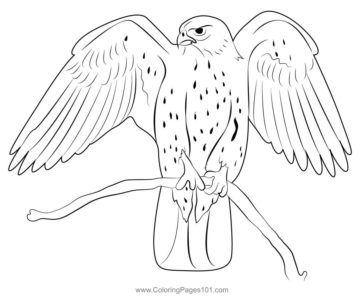 Falcons Coloring Pages 7