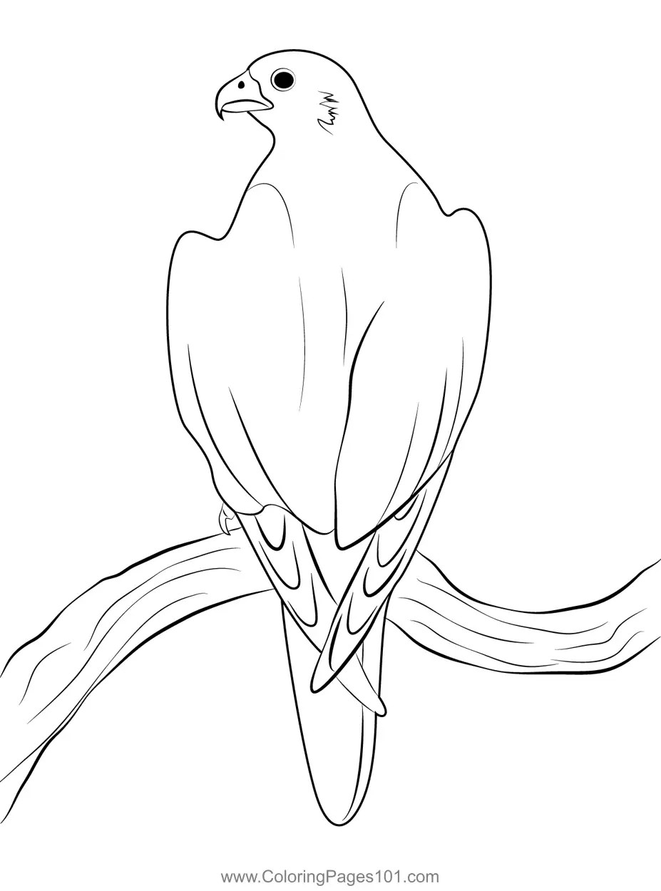 Falcons Coloring Pages 8