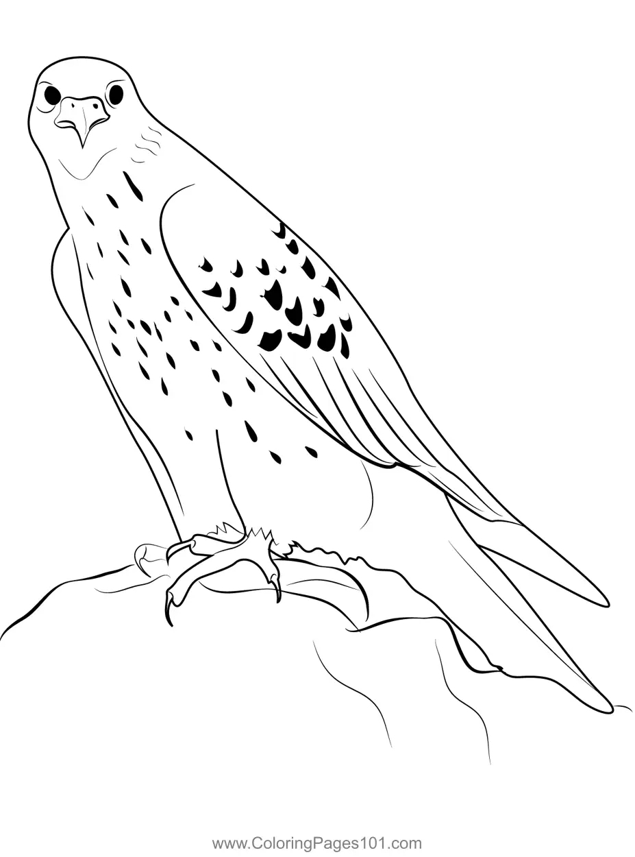 Falcons Coloring Pages 9