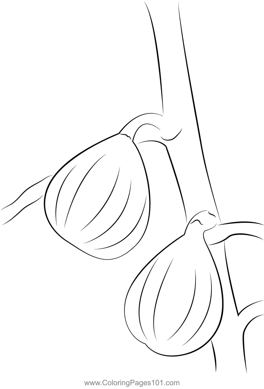Fig Coloring Pages 1