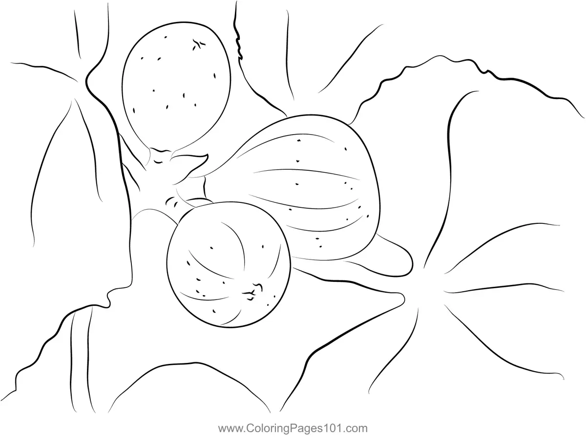 Fig Coloring Pages 11