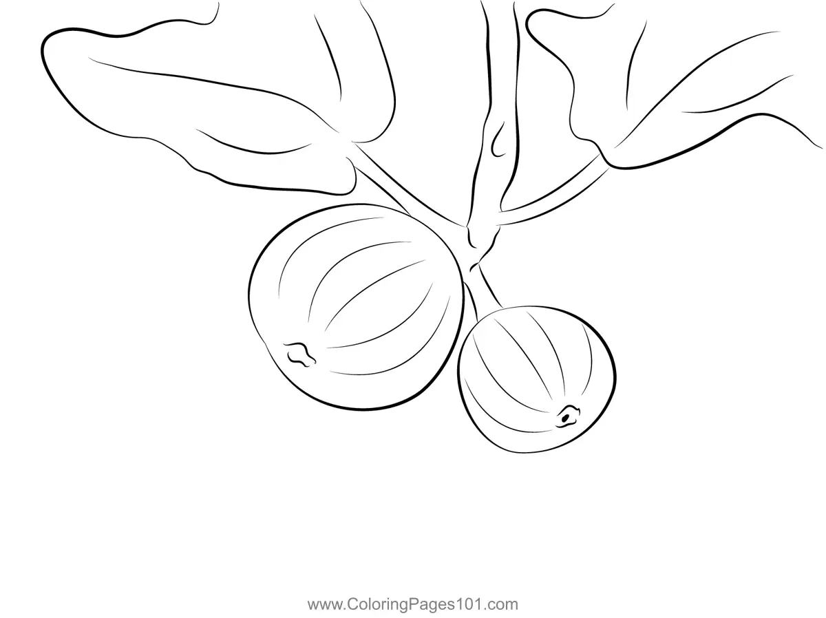 Fig Coloring Pages