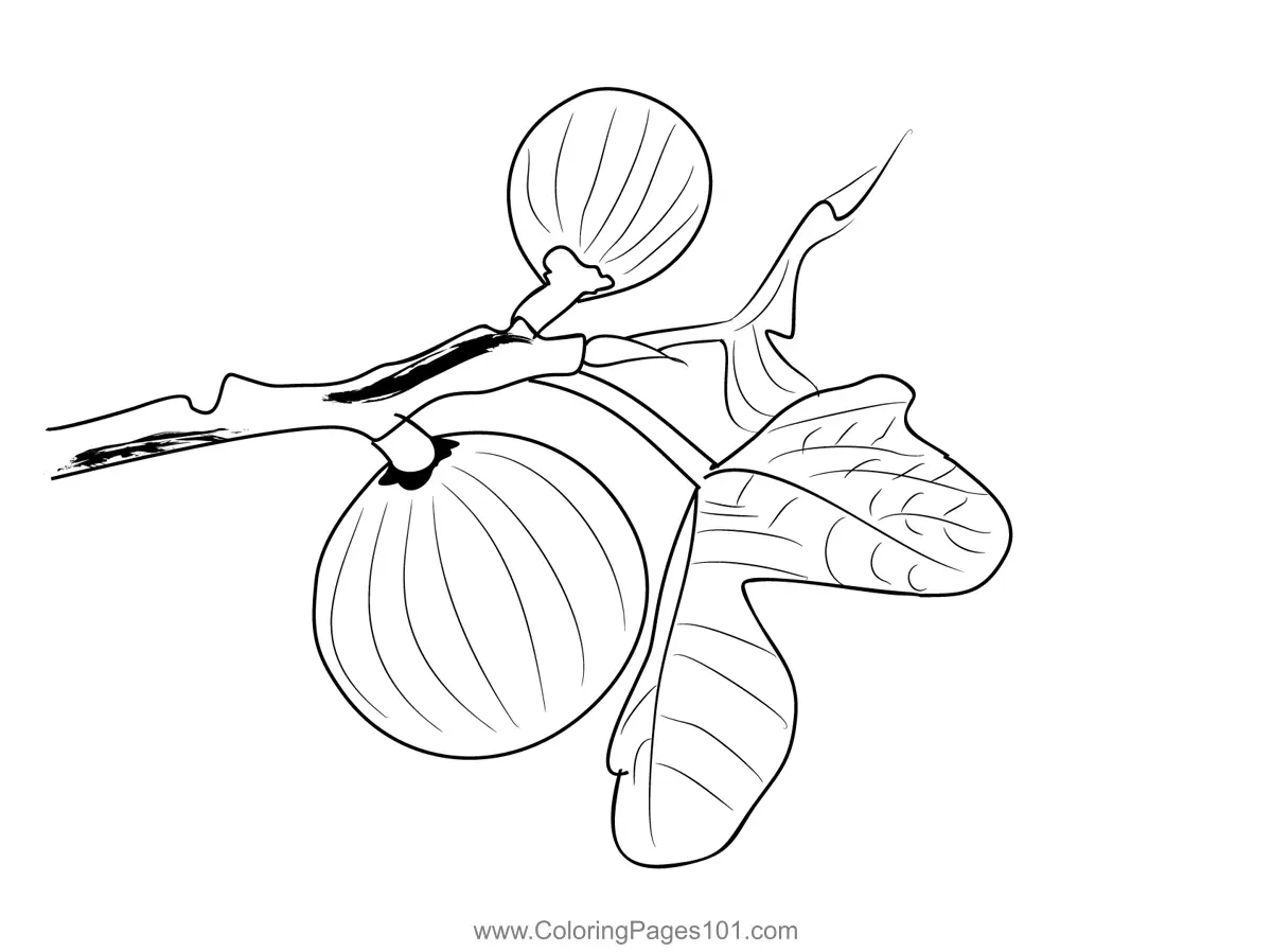 Fig Coloring Pages 2