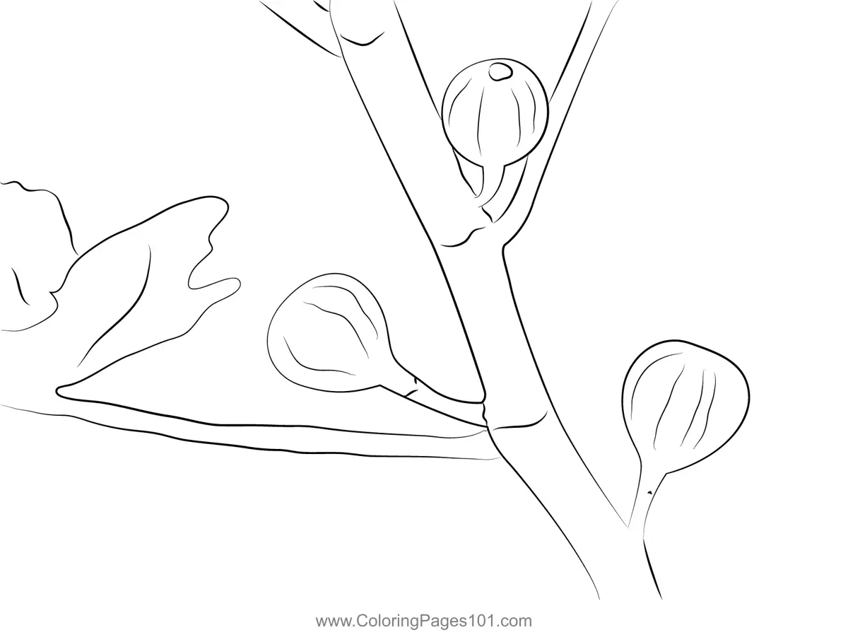 Fig Coloring Pages 3