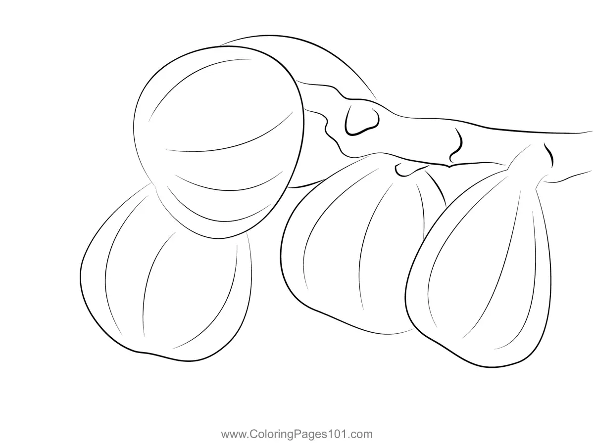 Fig Coloring Pages 4