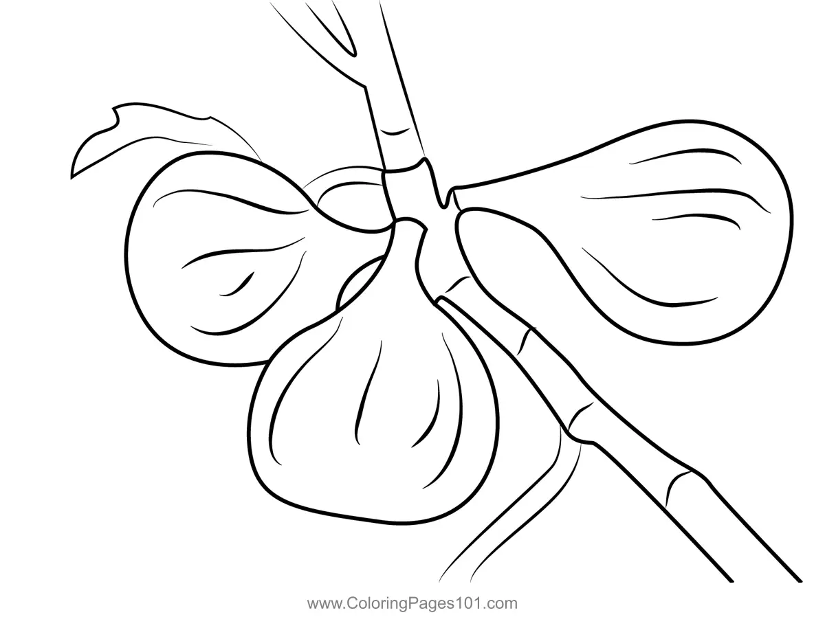 Fig Coloring Pages 5