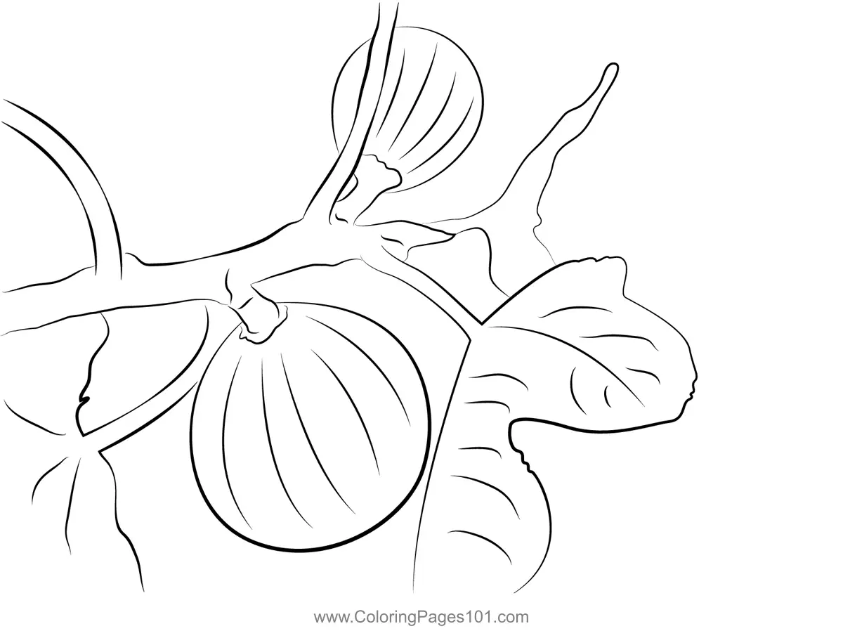 Fig Coloring Pages 6