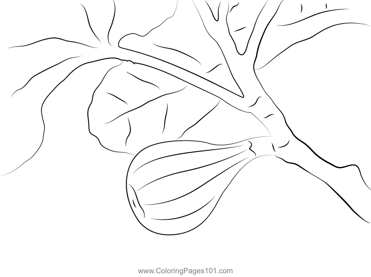 Fig Coloring Pages 8
