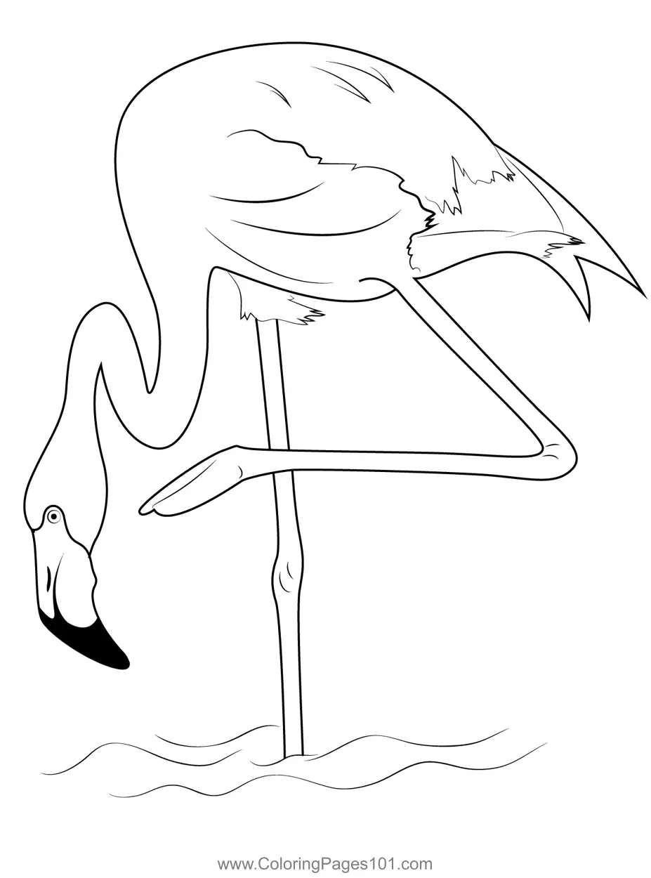 Flamingos Coloring Pages