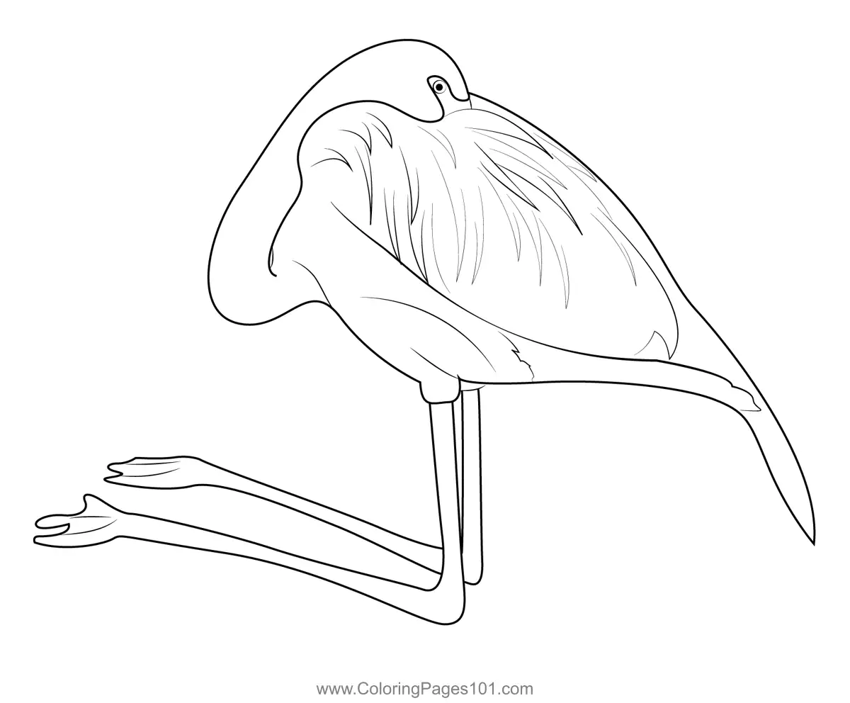 Flamingos Coloring Pages 7