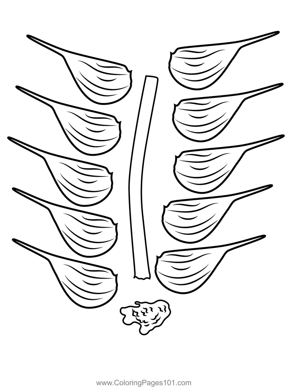 Garlic Coloring Pages 3