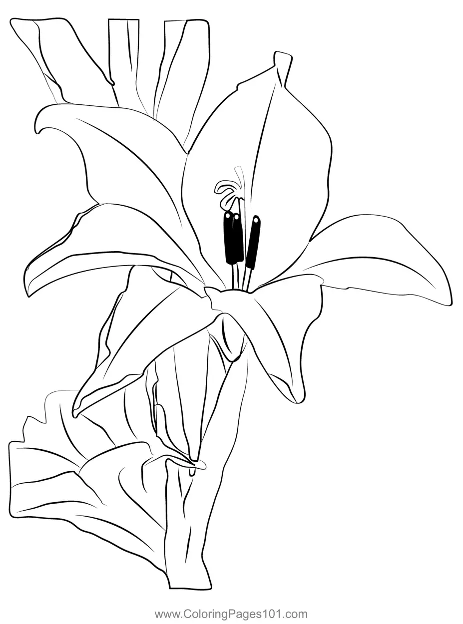 Gladiolus Coloring Pages