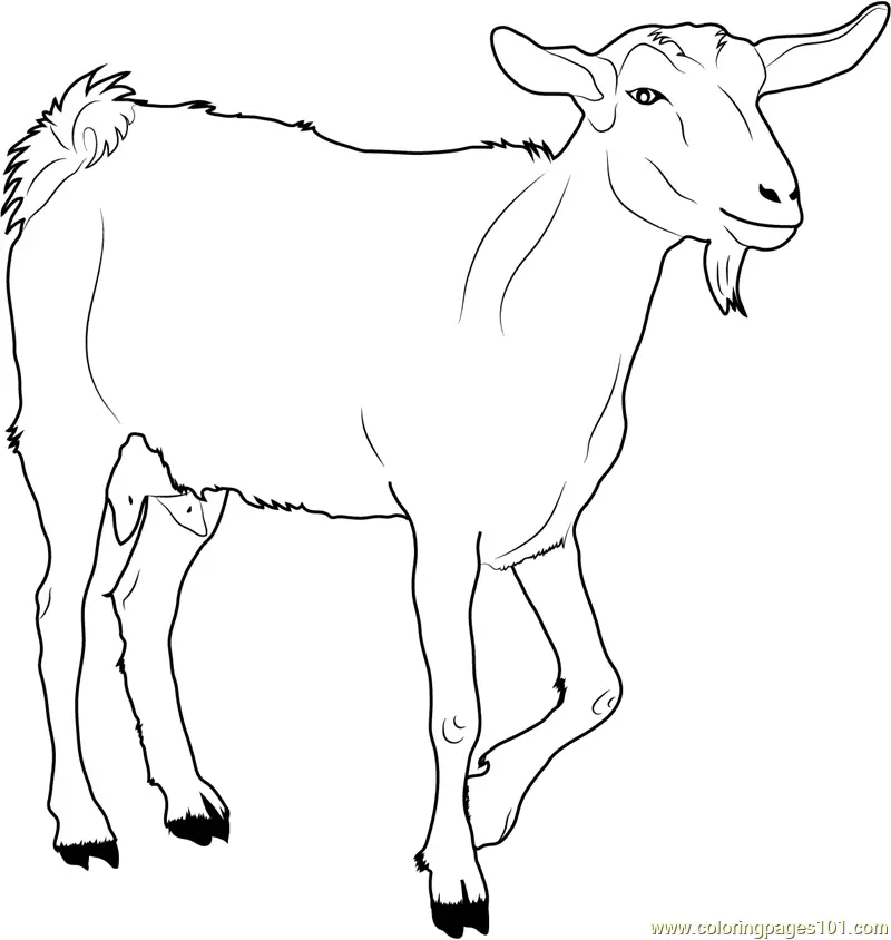Goat Coloring Pages 1