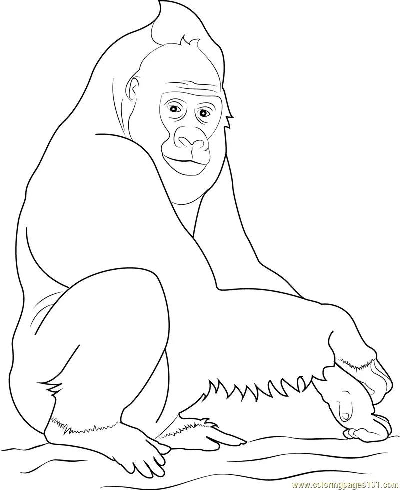 Gorilla Coloring Pages 2