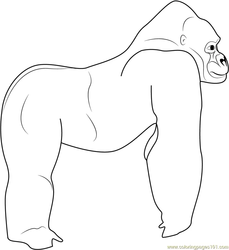 Gorilla Coloring Pages 4