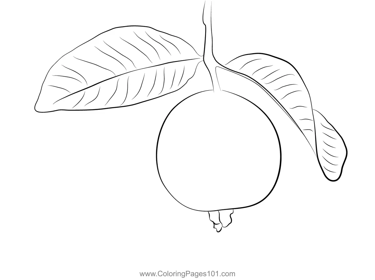 Guava Coloring Pages 1
