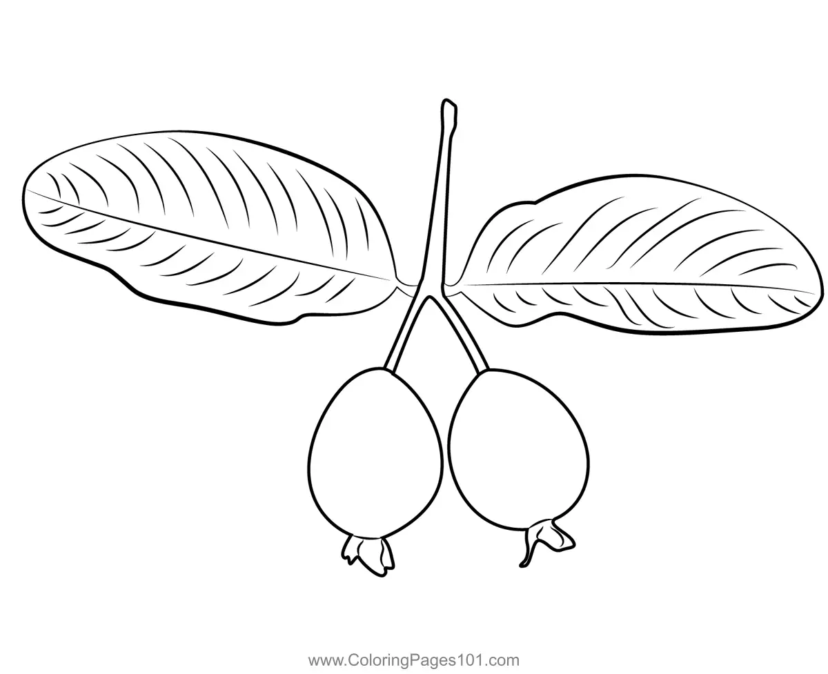 Guava Coloring Pages 3