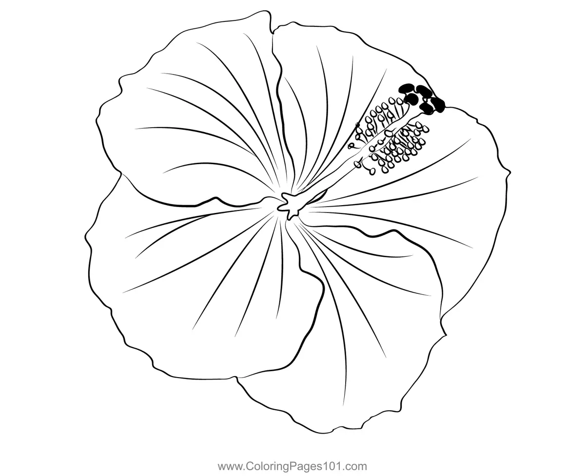 Hibiscus Coloring Pages 2