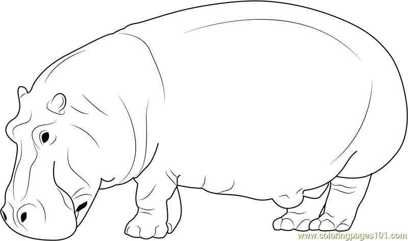 Hippopotamus Coloring Pages 1