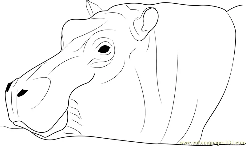 Hippopotamus Coloring Pages 10