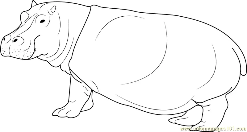 Hippopotamus Coloring Pages 11