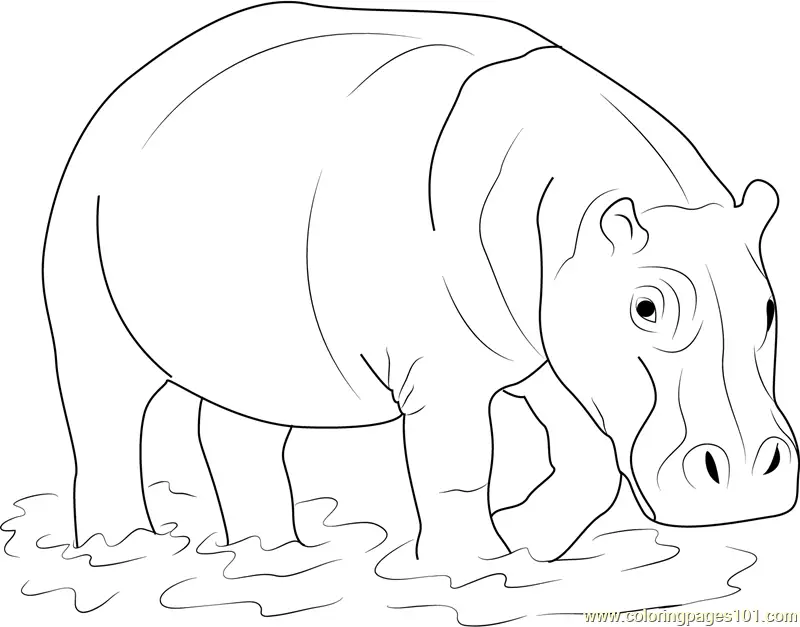 Hippopotamus Coloring Pages 7