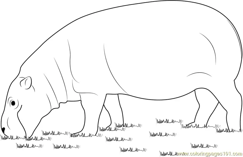 Hippopotamus Coloring Pages 8